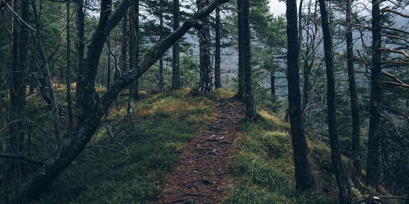 WL Telecom:为您提供卓越网络接入与ISP服务的可靠选择