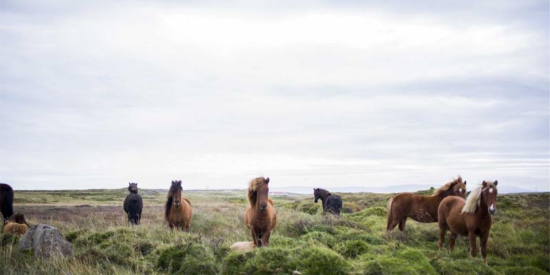 WL Telecom：以创新企业解决方案引领未来的互联网服务提供商